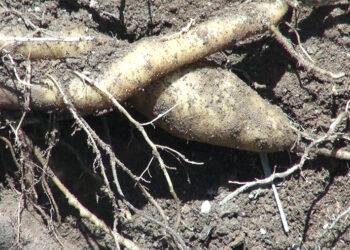 Ground Apple: No more a cash crop