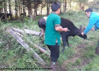 Over 60 % of vulnerable animals vaccinated against lumpy skin disease so far