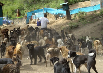 Nakulu Dog Shelter struggles amid financial challenges