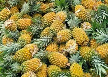 Kuri-Gongri Bridge collapse affects pineapple growers in Pema Gatshel