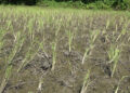 Rice blast outbreak and pest infestation in Khamaedthang village, SJ