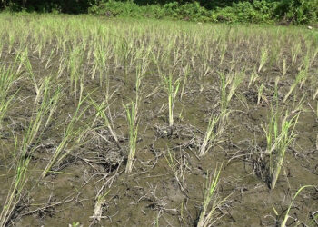 Rice blast outbreak and pest infestation in Khamaedthang village, SJ