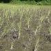 Rice blast outbreak and pest infestation in Khamaedthang village, SJ