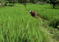 Ratheykhola Irrigation Scheme boosts paddy yields and winter vegetable farming- Sarpang