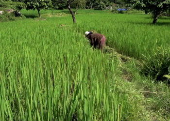 Ratheykhola Irrigation Scheme boosts paddy yields and winter vegetable farming- Sarpang