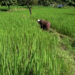 Ratheykhola Irrigation Scheme boosts paddy yields and winter vegetable farming- Sarpang