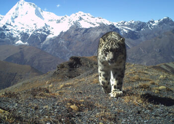 Bhutan hits milestone in snow leopard conservation with nearly 40 % increase in population