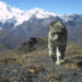 Bhutan hits milestone in snow leopard conservation with nearly 40 % increase in population