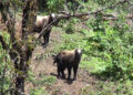 Sakteng Wildlife Sanctuary releases Takins in honour of Princess’s birth