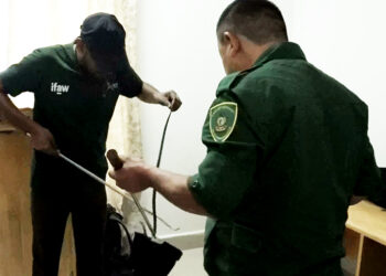 Foresters trained in snake handling and rescue operation