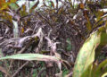 Keptang-Tsholingkhar farmers worry as cardamom plants are dying – Samdrup Jongkhar