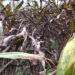 Keptang-Tsholingkhar farmers worry as cardamom plants are dying – Samdrup Jongkhar