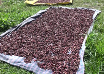 Rewarding year for cardamom farmers as both price and demand soar