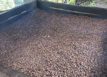 Low yield leaves cardamom farmers in Trongsa unable to take advantage of high price