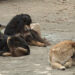All free-roaming dogs sterilised