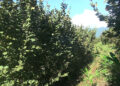 Hazelnut trees fail to bear fruits disappointing farmers of seven Gewogs in Tsirang