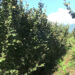 Hazelnut trees fail to bear fruits disappointing farmers of seven Gewogs in Tsirang