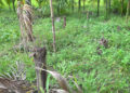 Samdrup Jongkhar farmers face new challenges as wild boars ravage areca nut trees for first time
