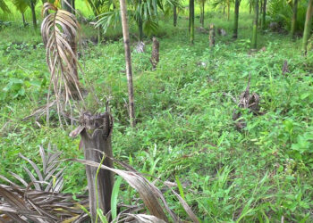 Samdrup Jongkhar farmers face new challenges as wild boars ravage areca nut trees for first time