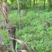 Samdrup Jongkhar farmers face new challenges as wild boars ravage areca nut trees for first time