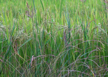 World Bank Report Warns of Severe Economic Impacts due to Droughts