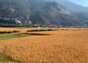 Increasing demand for combine harvester delays paddy harvest in Paro