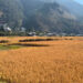 Increasing demand for combine harvester delays paddy harvest in Paro