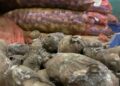 Thousands of kilogrammes of potatoes rotting in Phuentshogling FCB auction yard