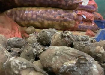 Thousands of kilogrammes of potatoes rotting in Phuentshogling FCB auction yard