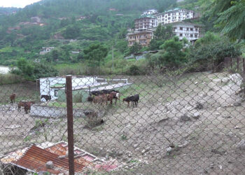 Unidentified individuals keep releasing stray animals from Khuruthang enclosure