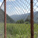 Chain-link fencing unable to keep out wild boars in Trongsa