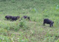 Dhakpai farmers struggle against wild animals represents larger human-wildlife conflict in rural Bhutan