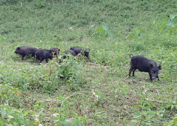 Dhakpai farmers struggle against wild animals represents larger human-wildlife conflict in rural Bhutan