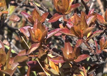 Layaps to produce incense powder locally