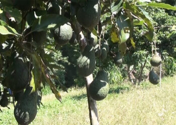 Pema Gatshel district administration explores avocado market in India