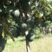 Pema Gatshel district administration explores avocado market in India