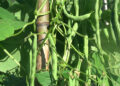 Bean farming: a lucrative business for Mendralgang farmers in Tsirang