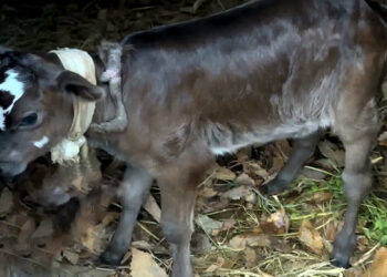 Calf with five legs born in Paro