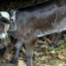Calf with five legs born in Paro