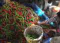 Lengbi chilli growers unable to take advantage of off-season chilli production as price drops
