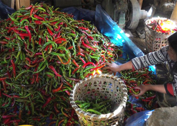 Lengbi chilli growers unable to take advantage of off-season chilli production as price drops