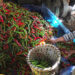 Lengbi chilli growers unable to take advantage of off-season chilli production as price drops