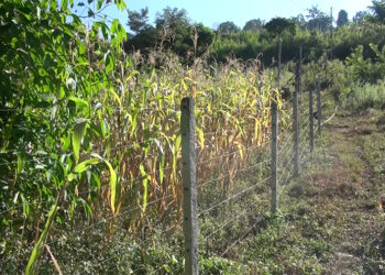 Farmers of khar Gewog hope for bountiful harvest after concret-post electric fencing success