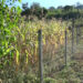 Farmers of khar Gewog hope for bountiful harvest after concret-post electric fencing success