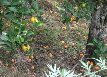 Growing fruit drop condition affects orange growers across the country