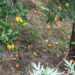 Growing fruit drop condition affects orange growers across the country
