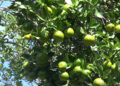 Citrus delight in Tsirang as orange prices soar