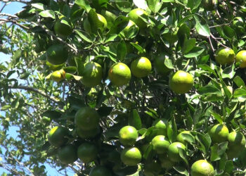 Citrus delight in Tsirang as orange prices soar