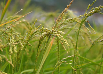 Five political parties compete on agri-transformation pledges