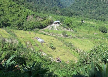 Nyingshingborang residents enjoy bountiful first paddy harvest